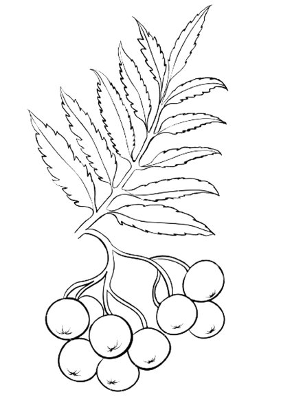 Рябина раскраска для детей