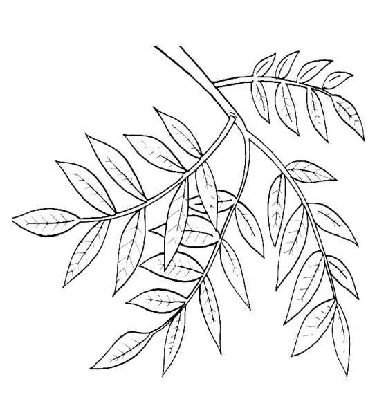 Лист рябины раскраска для детей