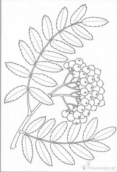 Лист рябины раскраска