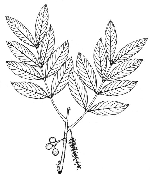 Лист рябины раскраска для детей