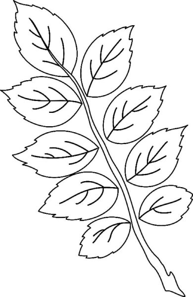 Трафареты "листья"