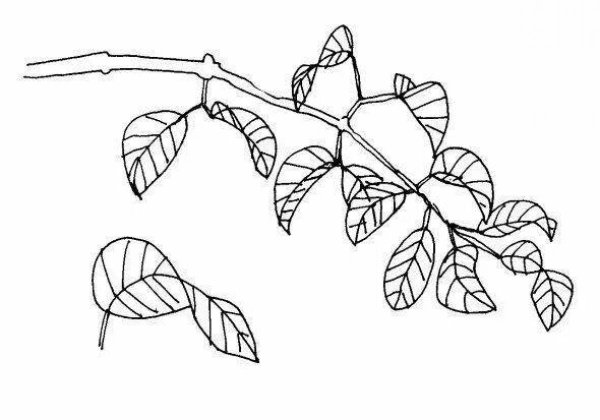 Веточка дерева раскраска