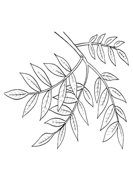 Лист рябины раскраска