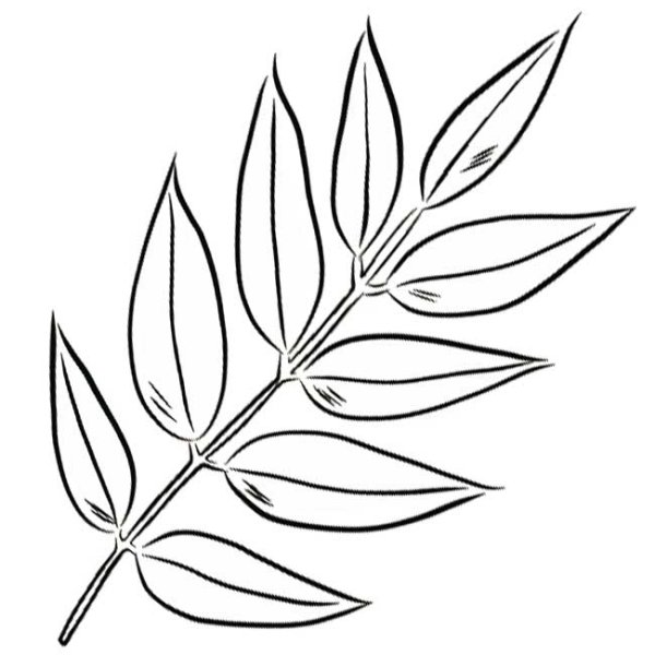 Лист рябины трафарет для вырезания