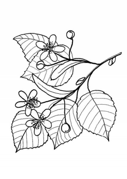 Цветки липы раскраска