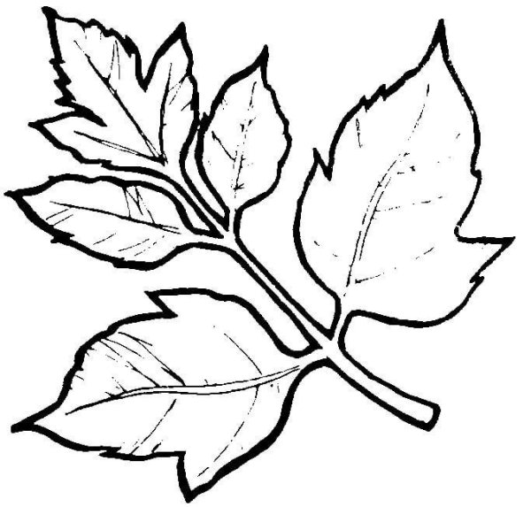 Листья рисунок