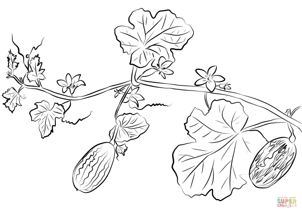 Огурцы на грядке раскраска
