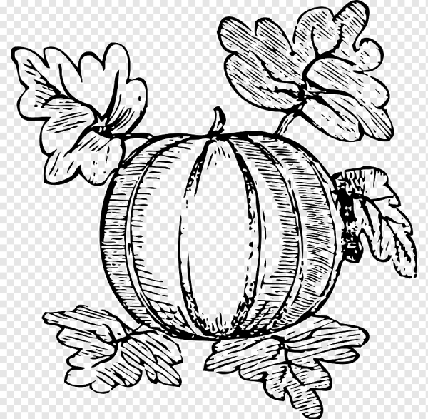 Дыня раскраска