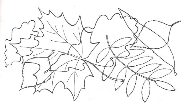 Какие листочки спрятались на картинке