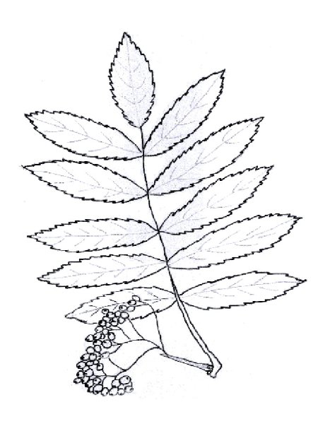 Лист рябины раскраска