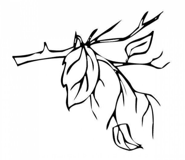Ветка с листьями раскраска