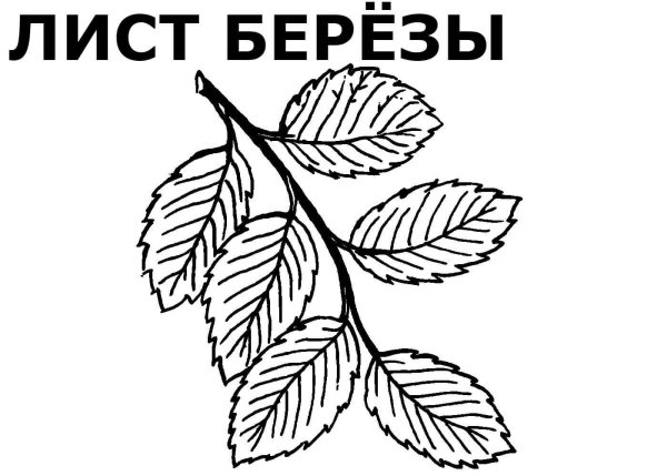 Листья берзараскраска