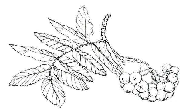 Рябина раскраска