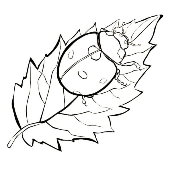 Божья коровка на листочке раскраска