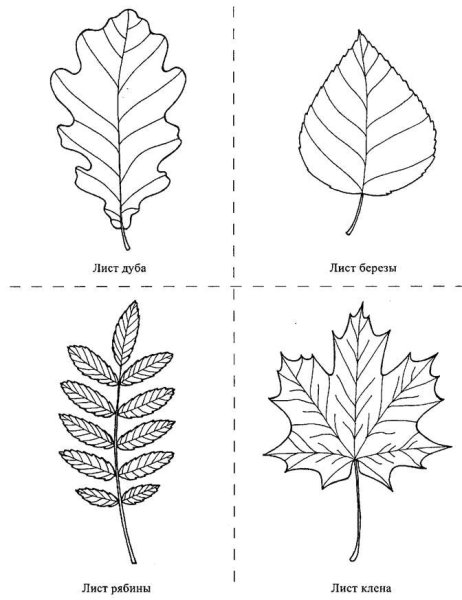 Листья кленаб березыб дуб