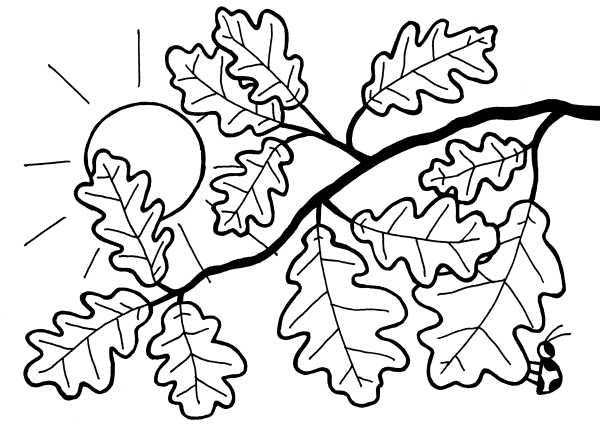 Ветка дуба раскраска