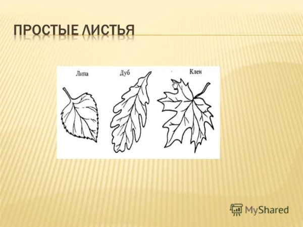 Листья клена и дуба