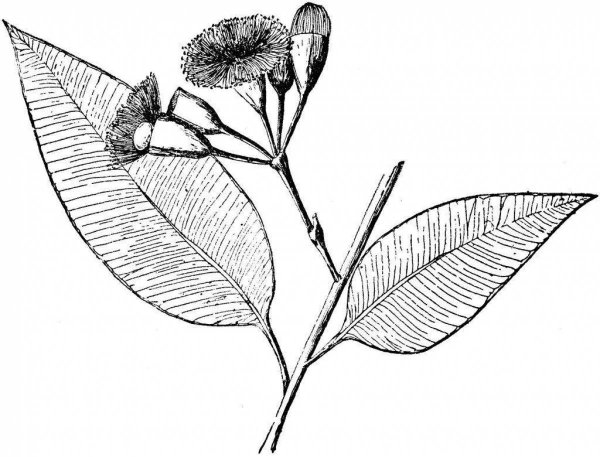 Эвкалипт фицифолия