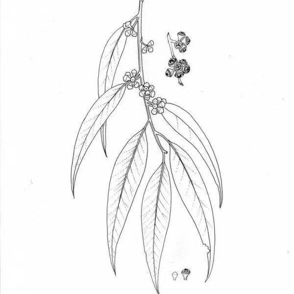 Эвкалипт чб