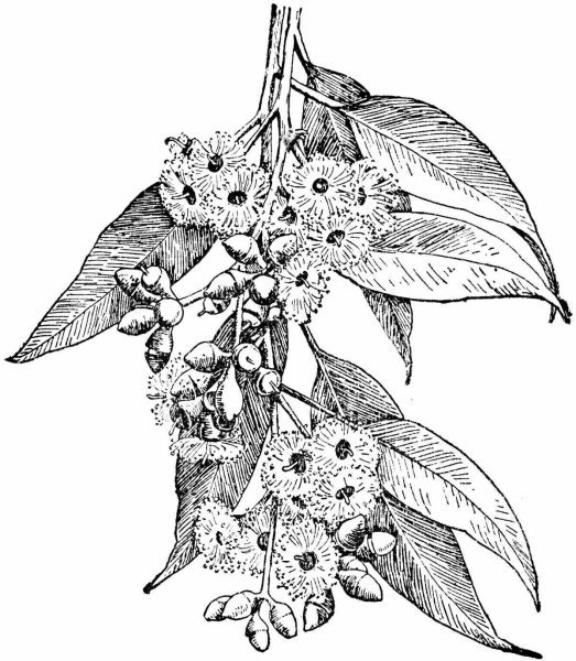 Eucalyptus diversicolor