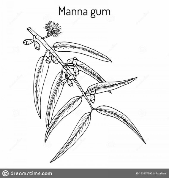 Рисунок эвкалипт пачули пена