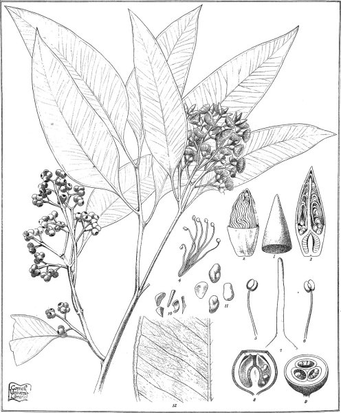 Эвкалипт раскраскраска