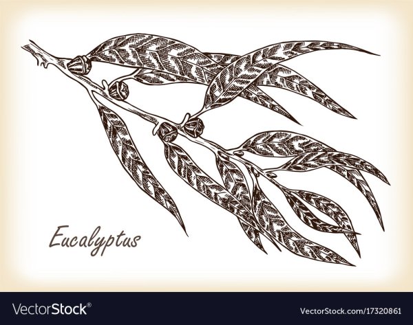 Эвкалипт рисунок ручкой