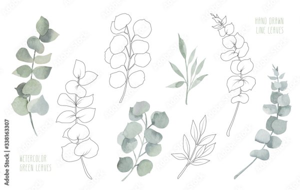 Эвкалипт эскиз