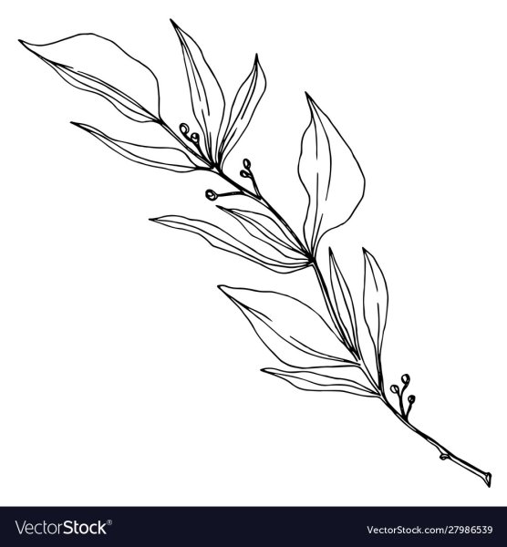 Эвкалипт вектор