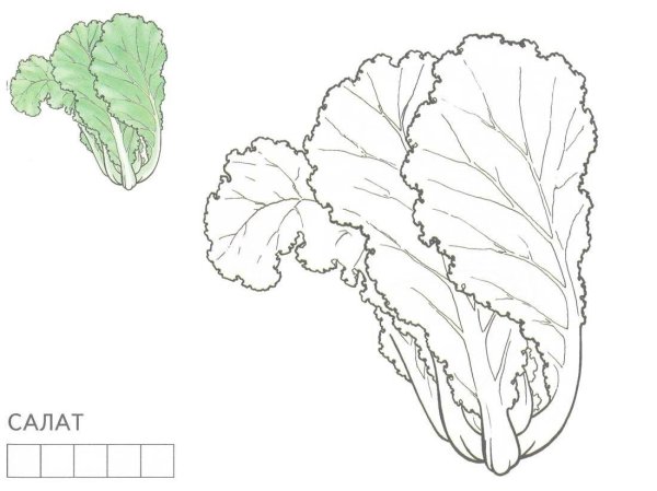 Салат раскраска для детей