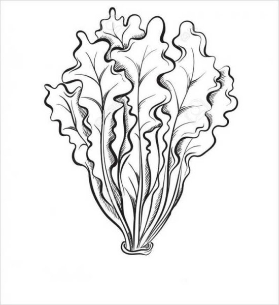 Листья салата