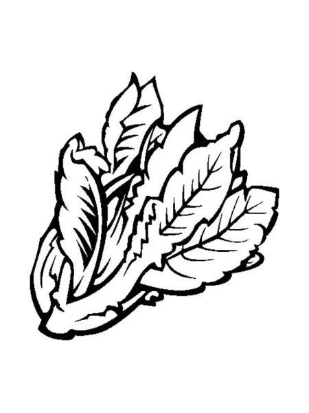 Листья салата