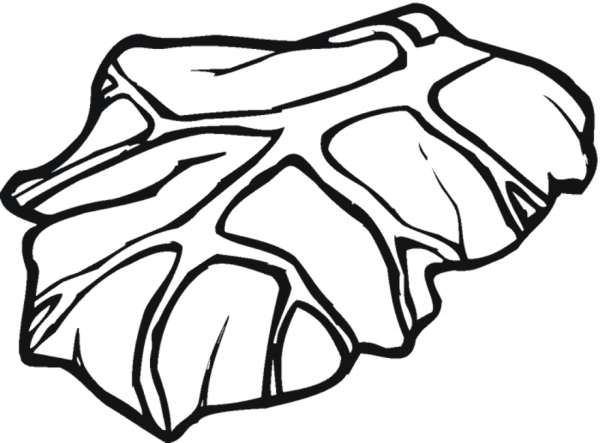 Листья салата раскраска для детей