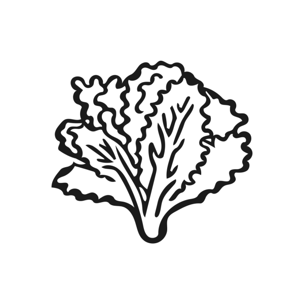 Лист салата вектор