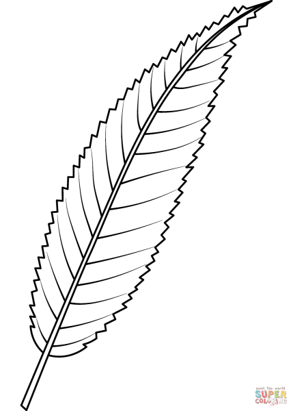 Лист ивы раскраска