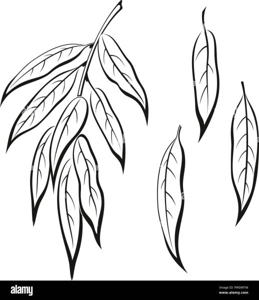 Лист ивы контур