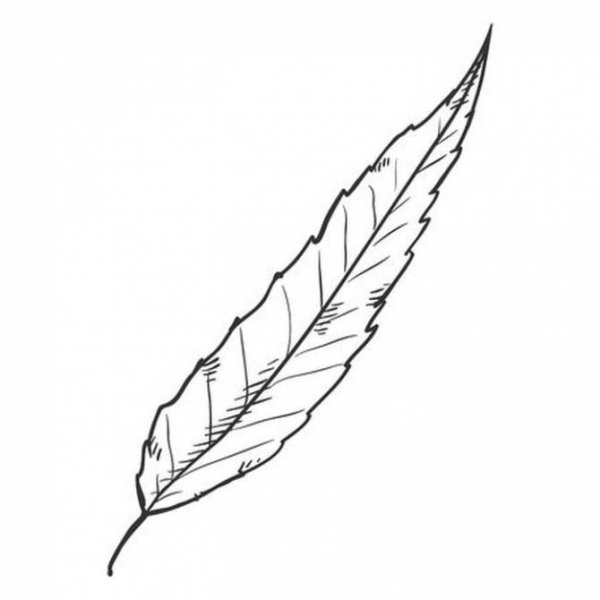 Лист ивы раскраска