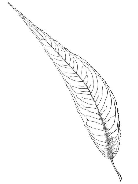 Трафарет листьев ивы