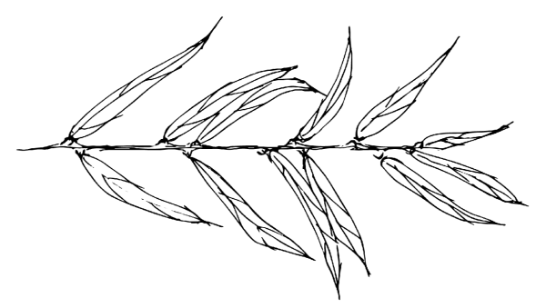 Ветка с листьями