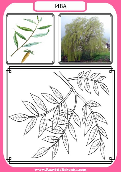 Листья деревьев