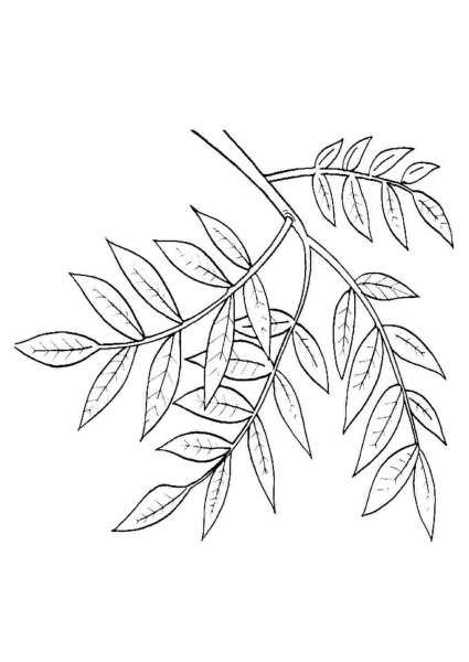 Лист рябины раскраска