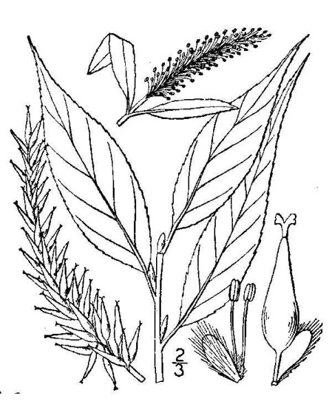 Ива остролистная плод