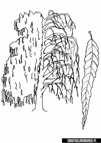 Раскраска дерево Ива
