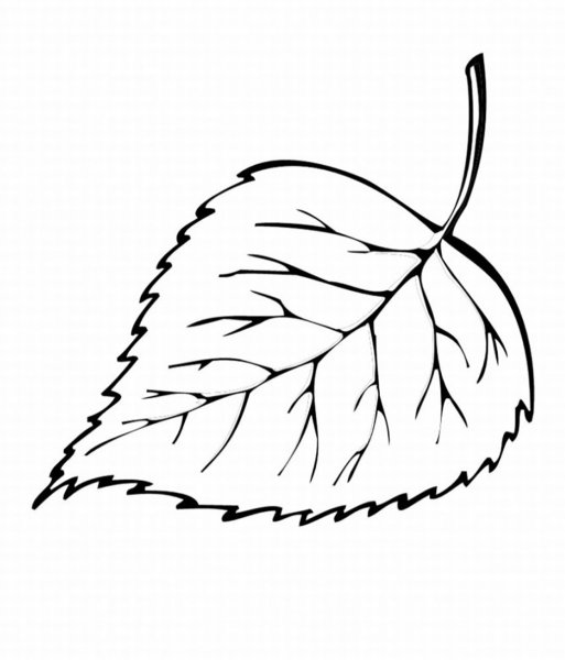 Берёза листья