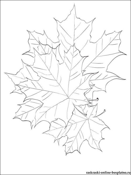 Кленовых листьев букет рисовать