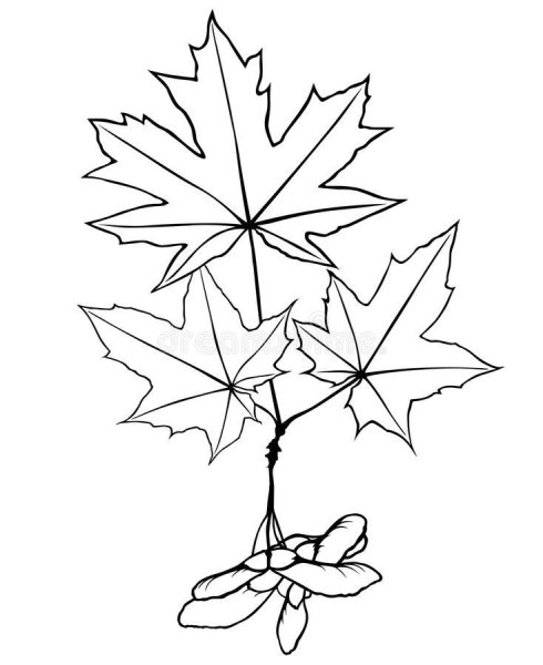 Кленовые листья на ветке раскраска