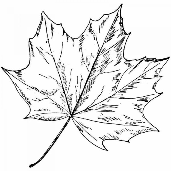Кленовый листок раскраска