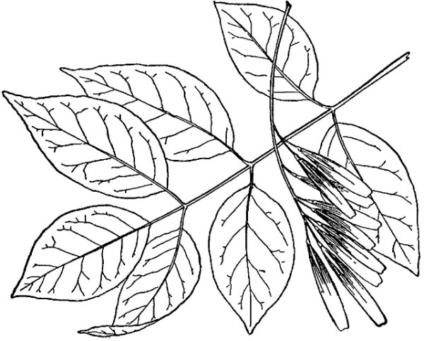 Ясень листья