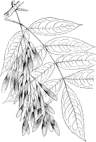 Ясень пенсильванский гербарий