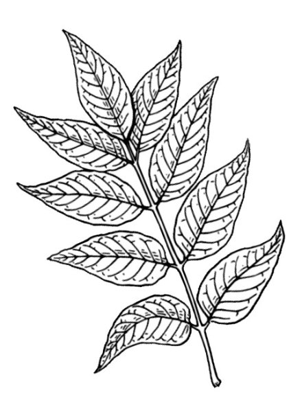 Ясень листья